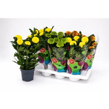image DENDRANTHEMA FLOWERPOPS VARIE