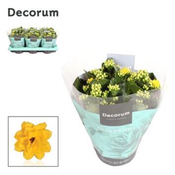 image KALANCHOE FL DBLE JAUNE