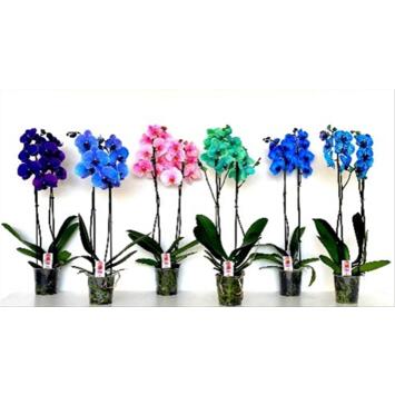 image PHALAENOPSIS 2BR TEINTE VARIE