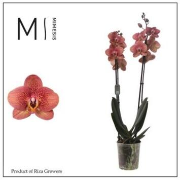 image PHALAENOPSIS 2BR ORANGE ANTHURA