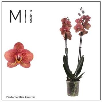 image PHALAENOPSIS 2BR ORANGE ANTHURA