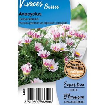image ANACYCLUS PYRETHRUM DEPRESSUS BQ10