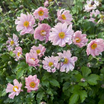 image ANEMONE JAPONICA KONINGIN CHARLOTTE BQ10