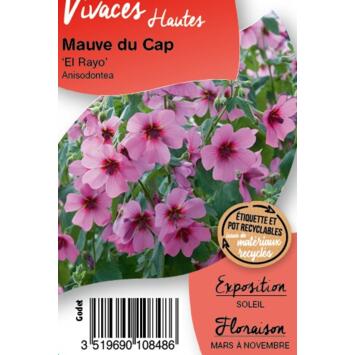 image ANISODONTEA 'ELL RAYO' BQ10