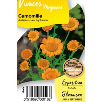 image ANTHEMIS SANCTI JOHANNIS BQ10