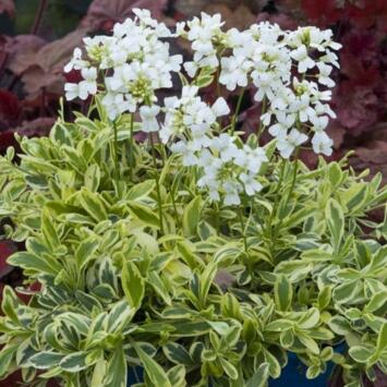 image ARABIS FERDINANDI COBURGII OLD GOLD BQ10