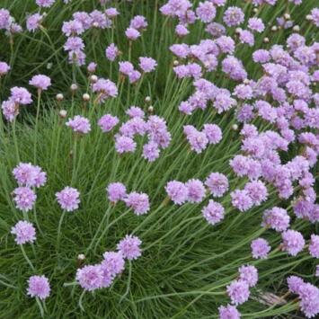image ARMERIA MARITIMA ARMADA PINK BQ10