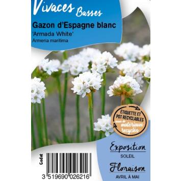 image ARMERIA MARITIMA ARMADA WHITE BQ10