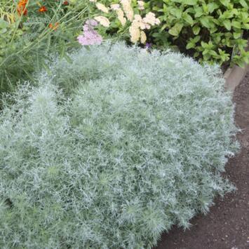 image ARTEMISIA SCHMIDTIANA NANA BQ10