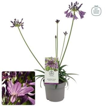 image AGAPANTHE POPPIN PURPLE