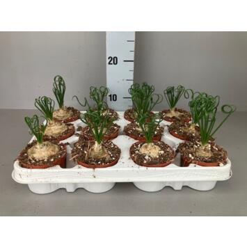 image ALBUCA SPIRALIS FRIZZLE SIZZLE