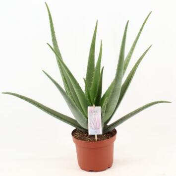 image ALOE VERA