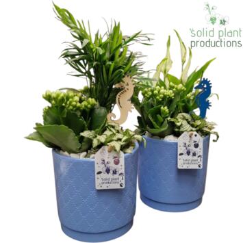 image COMPO 3 PLANTES CERAM
