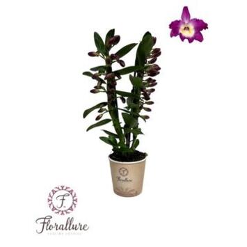 image DENDROBIUM 2BR NOBILE PURPLE RAIN