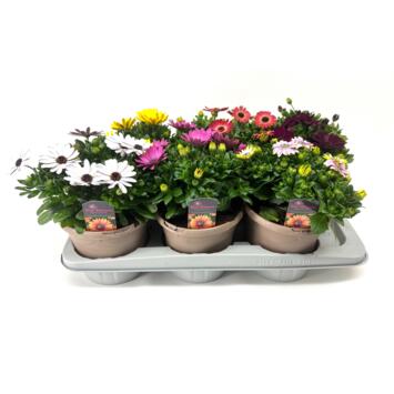 image OSTEOSPERMUM VARIE