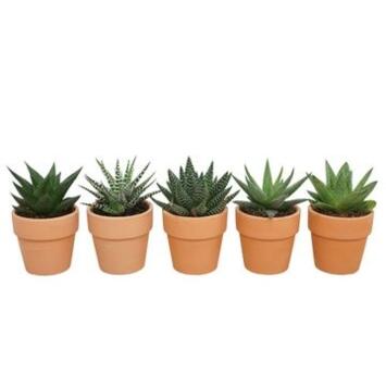 image ALOE P TERRE