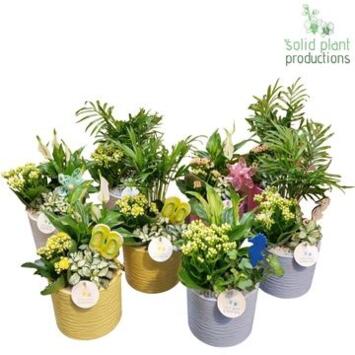 image COMPO 3 PLANTES CERAM