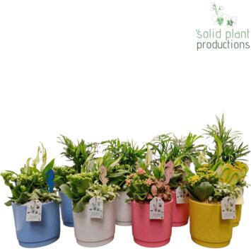 image COMPO 3 PLANTES CERAM