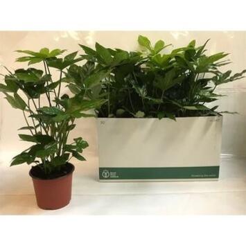 image ARALIA JAPONICA