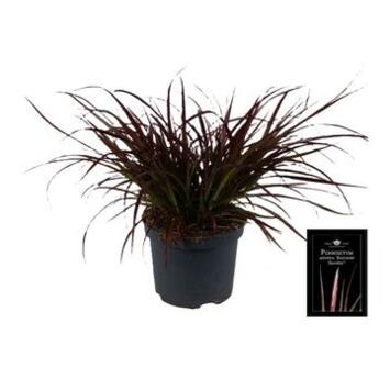 image PENNISETUM SUMMER SAMBA