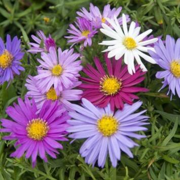 image ASTER NOVI BELGII VARIEE BQ10
