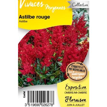 image ASTILBE ROUGE BQ10