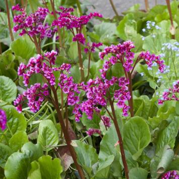 image BERGENIA ROTBLUM ROUGE BQ10