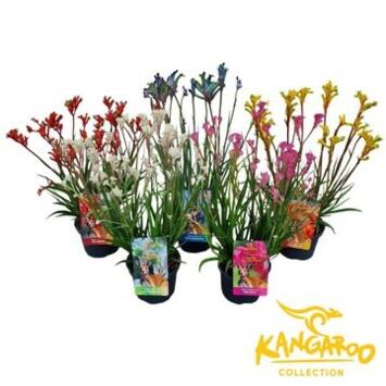 image ANIGOZANTHOS BUSH INFERNO VARIE