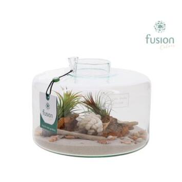 image COMPO TILLANDSIA VERRE
