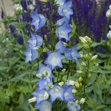image CAMPANULE PERSICIFOLIA COERULEA BQ10