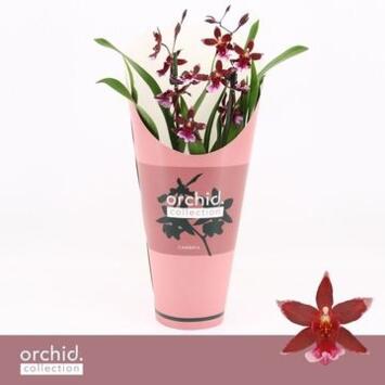 image ORCHIDEE BURRAGEARA 2BR ROUGE