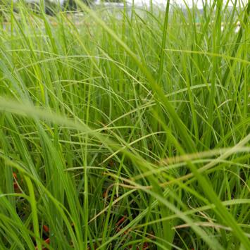 image CAREX ACUTIFORMIS