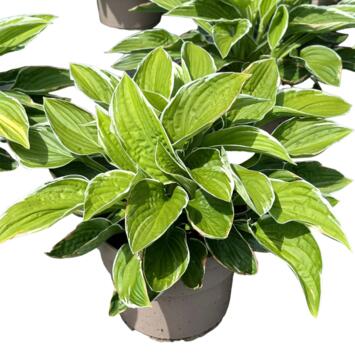 image HOSTA FRANCEE