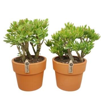image CRASSULA VARIE P TERRE