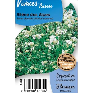 image SILENE ALPESTRIS BQ10
