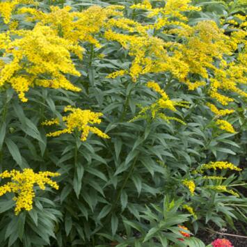 image SOLIDAGO GOLDEN DWARF BQ10