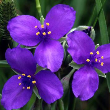 image TRADESCANTIA ANDERSONIANA VIOLET BQ10