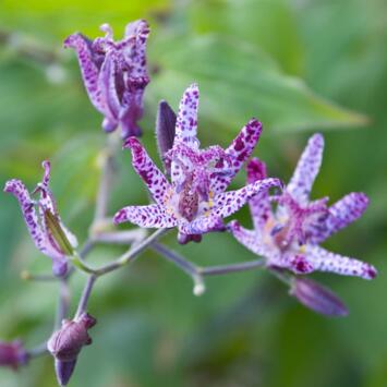 image TRICYRTIS HIRTA BQ10