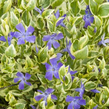 image VINCA MAJOR VARIEGATA BQ10