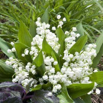 image MUGUET BLANC BQ10