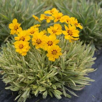 image COREOPSIS TEQUILA SUNRISE BQ10