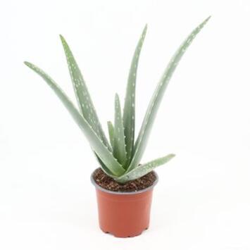image ALOE VERA