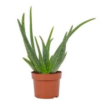 image ALOE VERA