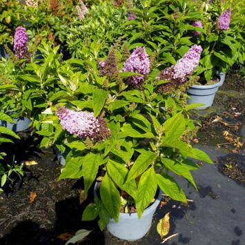 image BUDDLEJA BUTTERFLY CANDY LITTLE PINK