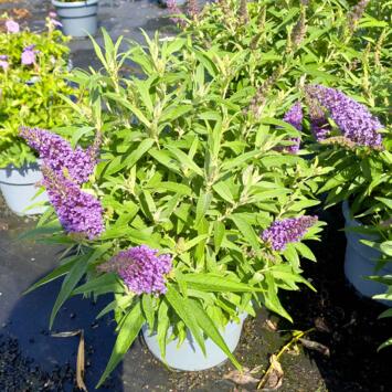 image BUDDLEJA BUTTERFLY CANDY LITTLE PURPEL