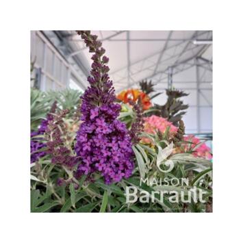 image BUDDLEJA BUTTERFLY CANDY LITTLE PURPEL