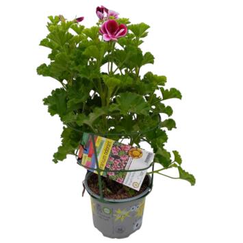 image GERANIUM ODORANT ANGEL PERFUME