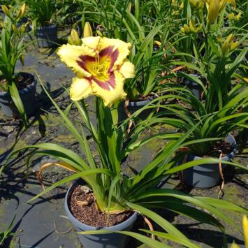 image HEMEROCALLIS EL DESPERADO
