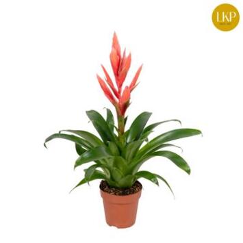 image TILLANDSIA ZIVA