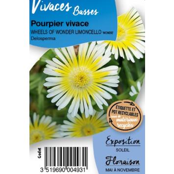 image DELOSPERMA WOW LIMONCELLO BQ10